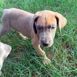 Calista - Blue female Great Dane puppy in Jerusalem, Arkansas from Mara Danes