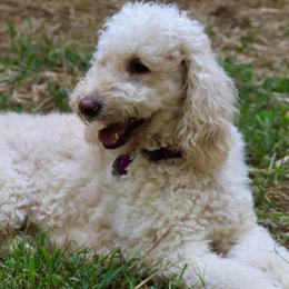 Ellie - Goldendoodle