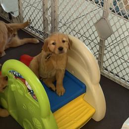 Golden Retriever Puppies from Sydney’s Goldens