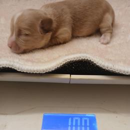 Micah - Gold male Yorkshire Terrier puppy in Humble, Texas from Marnax Yorkshire Babies