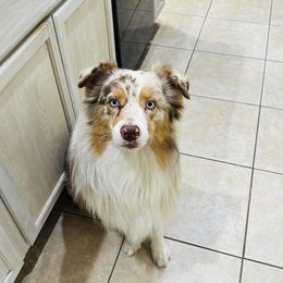 Shorty - Australian Shepherd