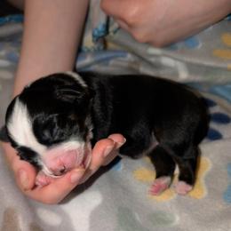 Jammy - Black tri female Toy Australian Shepherd puppy in Shepherd, Texas from GAMALA Farm & Kennels