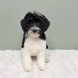 Pippin - female Labradoodle puppy in Springfield, Ohio from Dawson & Daryn's Royal Companions