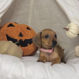 Daisy - Red female Dachshund puppy in Phoenix, Arizona from Lengthydog.co