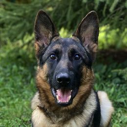 German Shepherds from Zwinger aus dem Nordsternstaat