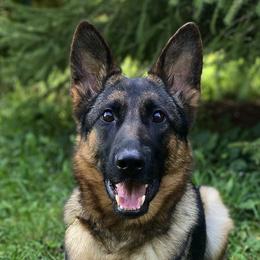 German Shepherds from Zwinger aus dem Nordsternstaat