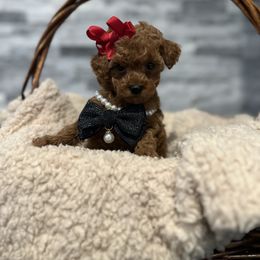 Cavapoo, Cockapoo, and Poodle Puppies from Heavenly Puppies to Love