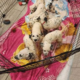 Dalmatian Puppies from America's Dalmatian Friends