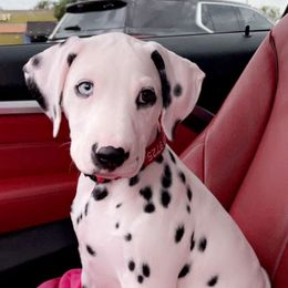 Dalmatian Puppies from Sublime Dalmatians
