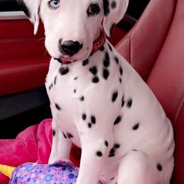 Dalmatian Puppies from Sublime Dalmatians