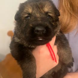 Nando - Sable male German Shepherd puppy in Boerne, Texas from Sudenblick German Shepherds