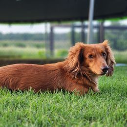 Shiner - Dachshund
