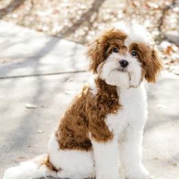Waldo - Goldendoodle