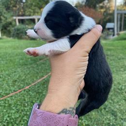 French Vanilla - Black tri male Miniature Australian Shepherd puppy in Sonora, California from Quarle Ranch Mini Aussies