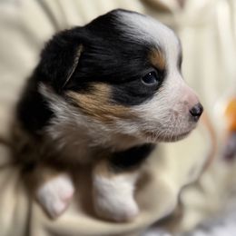 Jenny - Black and white female American Corgi puppy in Nortonville, Kansas from Low Riders Corgis & Mini Aussies