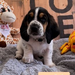 Basset Hound Puppies from Baggy Butt Bassets