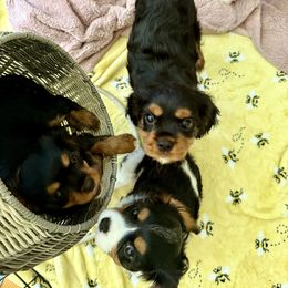 Cavalier King Charles Spaniel Puppies from The Cavi Pack