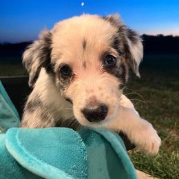 Bear - Blue merle male Border Collie puppy in Holden, Missouri from Spotted Feather Farm