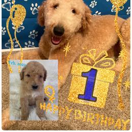 Goldendoodle and Poodle All Grown Up from Ellie & Co. Doodles