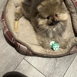 Pomeranian Puppies from Lori’s Precious Poms