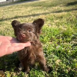Little Mocha - Chocolate female Chihuahua puppy in Alvord, Texas from Gift of Gods Favor