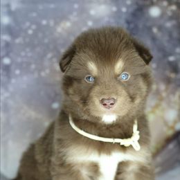 Hershey - Red and white male Alaskan Malamute puppy in Independence, Virginia from New River Valley Malamutes