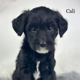 Cali - Black female Goldendoodle puppy in Milford, Indiana from Railway Acres Kennel