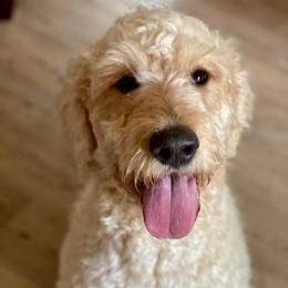 Penny - Cream female Goldendoodle puppy in San Augustine, Texas from Vintage Doodles