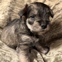 B4 - Wheaten male Miniature Schnauzer puppy in Lebanon, Missouri from Brown’s Kennel Club