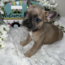 Boy 1 - Blue fawn French Bulldog puppy in Minco, Oklahoma from Findley’s Furbabies