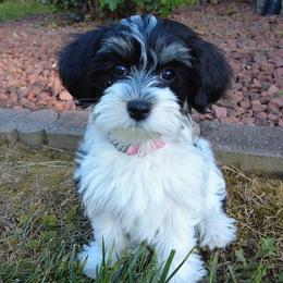 Duchess - Havanese