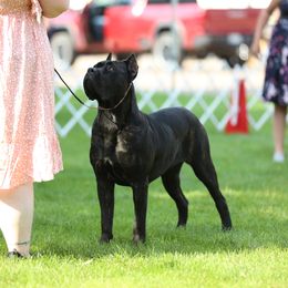 Cane Corso puppies from Coastal View Kennels