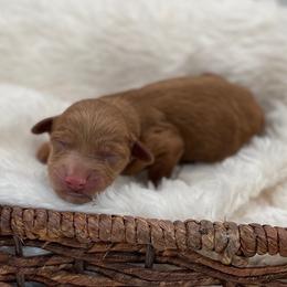 Joy - Red  female Goldendoodle puppy in Kansas City, Kansas from Bella & Ivy’s Mini Goldendoodles of KC