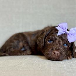 Purple - Chocolate female Goldendoodle puppy in Hesperia, Michigan from Red Acres Poodles & Doodles