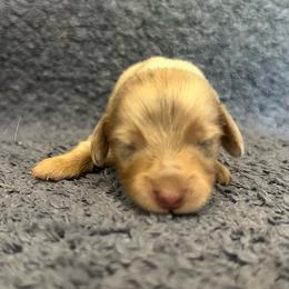 Pepper - Dapple male Dachshund puppy in Copperhill, Tennessee from Tuff Country Farm