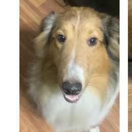 Dusty - Shetland Sheepdog