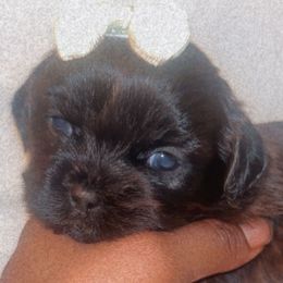 Little Hershey Kizz - Chocolate and tan female Shih Tzu puppy in Chapel Hill, North Carolina from A Handful of Love Breeders.LLC