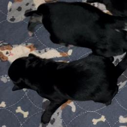 Black Tri 1 - Black tri-color male Australian Shepherd puppy in Piedmont, Oklahoma from HeartDriven Aussies