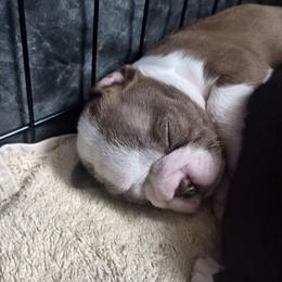 Sassy - Miss Red girl - Red female Boston Terrier puppy in Hamilton, Montana from Reds Studio