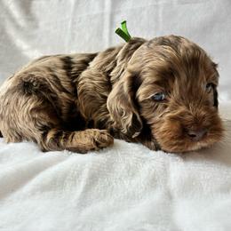 Philip - Merle male Cockapoo puppy in Adrian, Oregon from ApplebyFarm