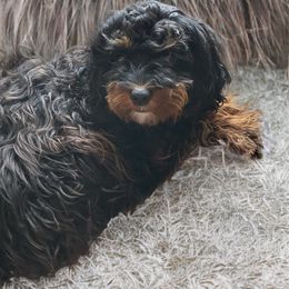 Raven - Cavapoo