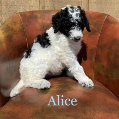 Double Doodle, Goldendoodle, and Pyredoodle Puppies from Little Muddy Doodles