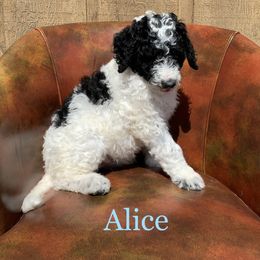 Double Doodle, Goldendoodle, and Pyredoodle Puppies from Little Muddy Doodles