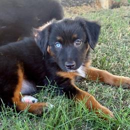 Coca-Cola - Black tri female Miniature Australian Shepherd puppy in Lincoln, California from Country Dreams Mini Aussies