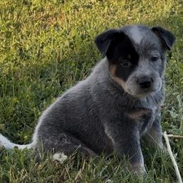 Australian Cattle Dog puppies from Firecreek Farm & Designs