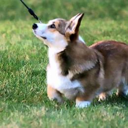 Howie - Pembroke Welsh Corgi