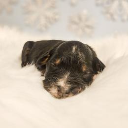 Ardendale - Red female Bernedoodle puppy in Russell Springs, Kentucky from 270 Doodles