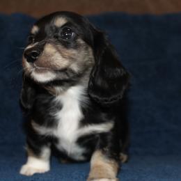Piper - Black and cream female Dachshund puppy in Roanoke, Alabama from 3B Doxies