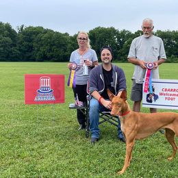 Pharaoh Hound All Grown Up from Sumaria Hounds