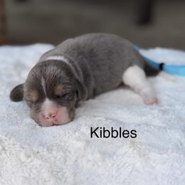 Kibbles - Blue tan and white male Beagle puppy in Mansfield, Missouri from Rippee Creek Kennel